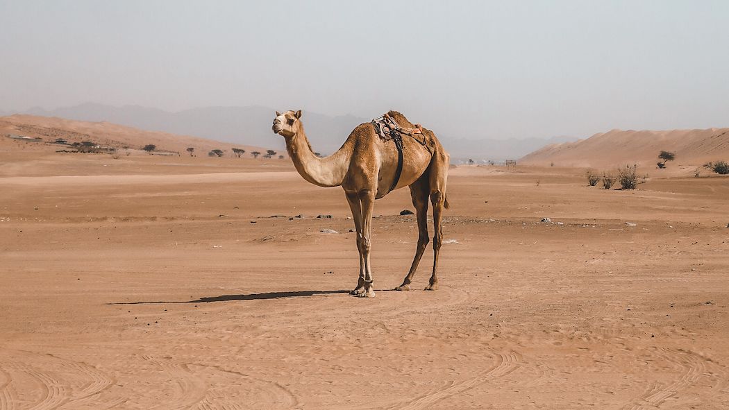 One Week Road Trip Itinerary Through Oman for the Adventurer