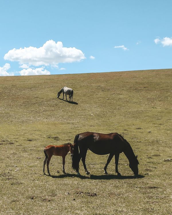 song kul horse trek