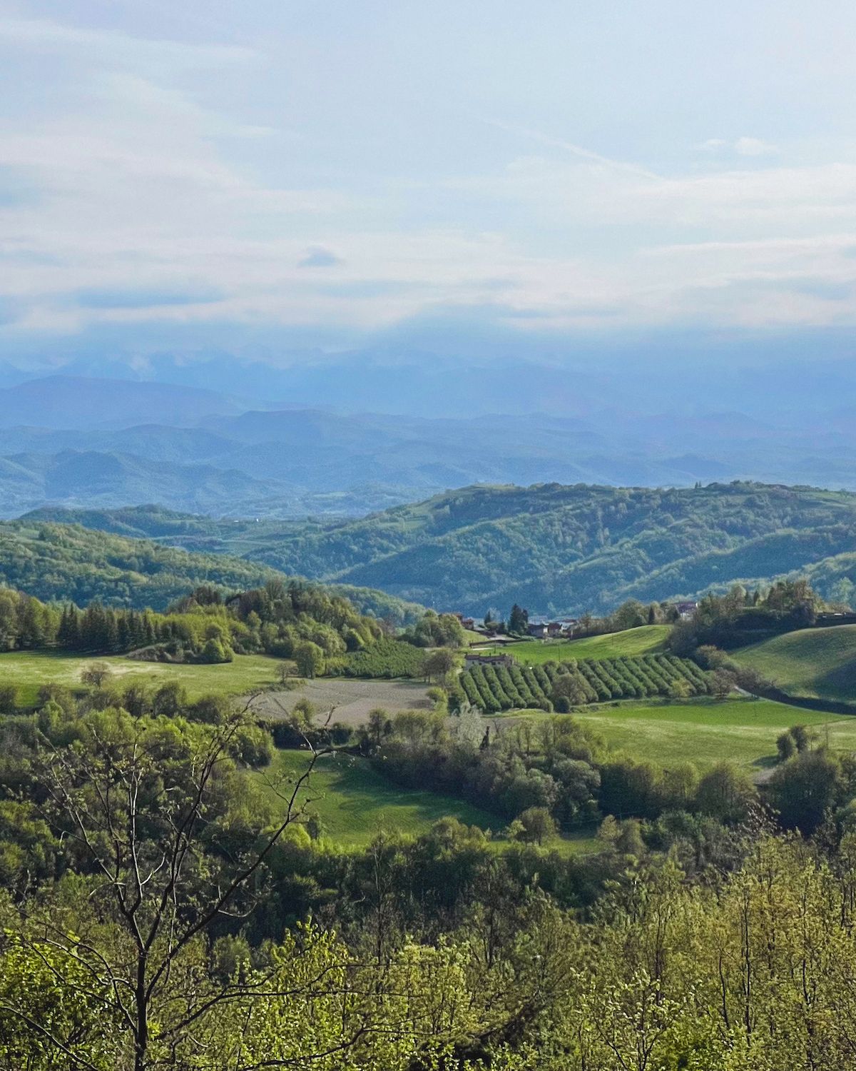 Green hills and a vineyard with the blue Alps in the background of Piedmont