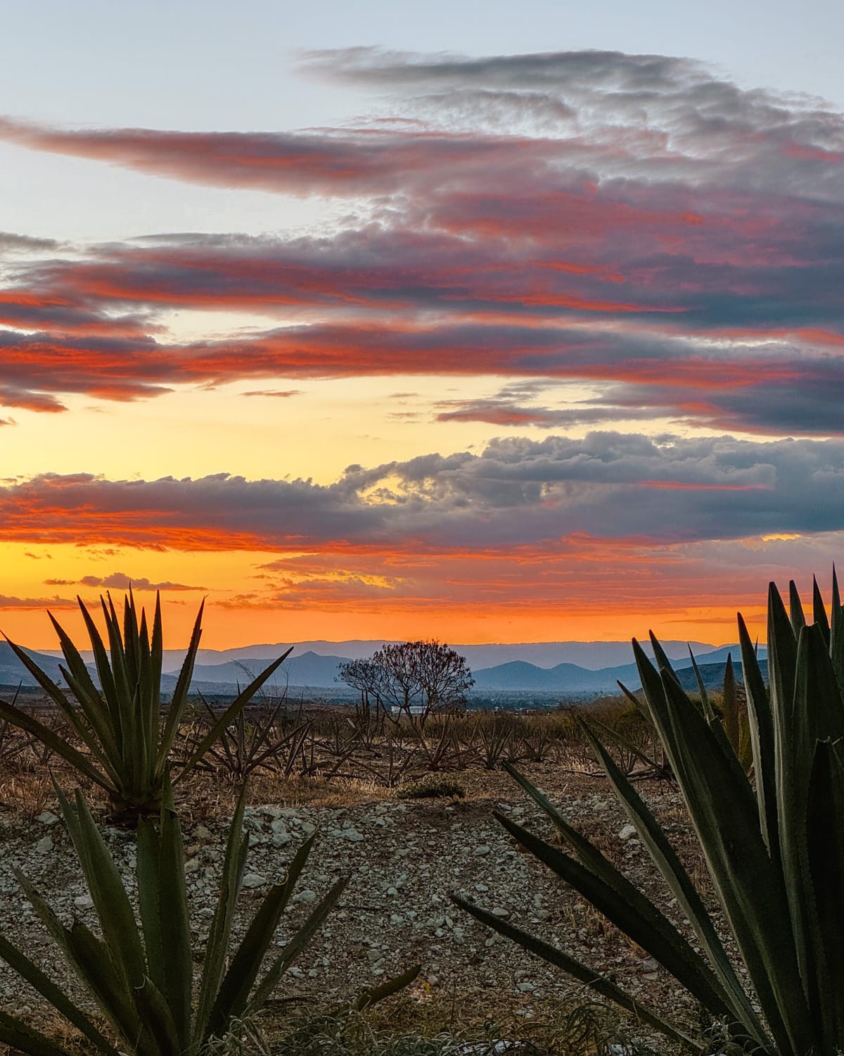 5 Days in Oaxaca to the Scenic Countryside & Oaxaca City