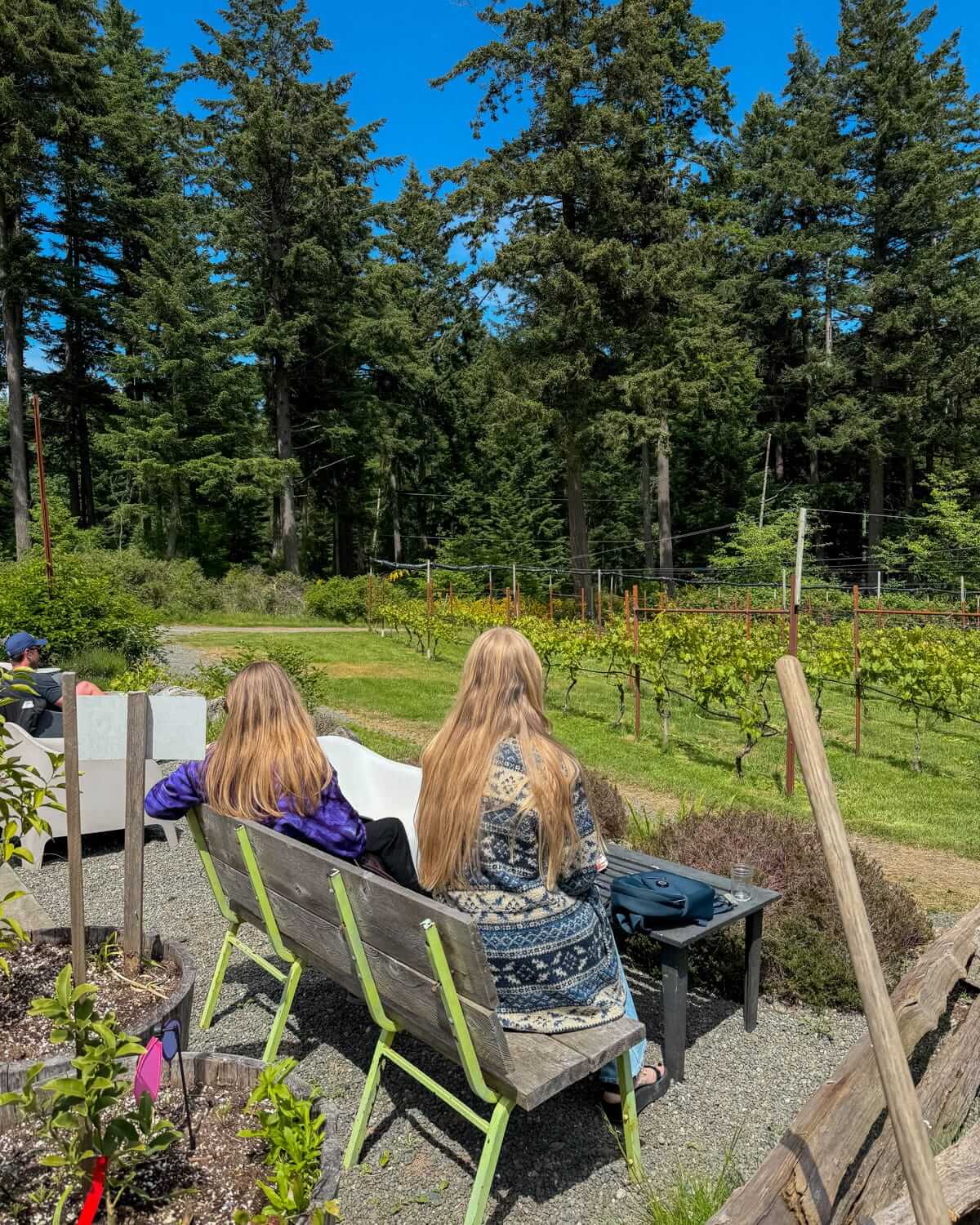 Cec and a friend sitting on a bench at SouthEnd Farm on Quadra Island, looking out at rows of grapevines under a bright blue sky and surrounded by forest.