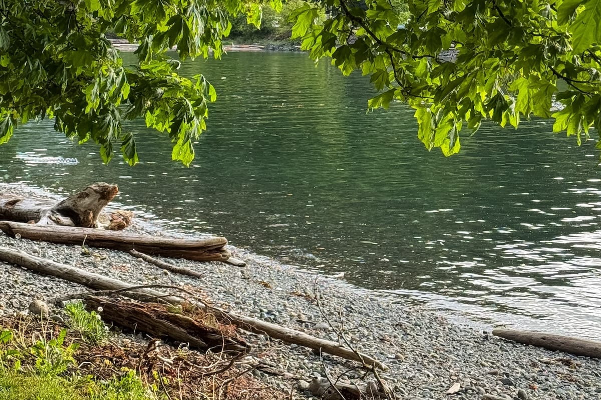 Peaceful forested shoreline at Heriot Bay with clear water lapping against pebbles and driftwood, shaded by lush green leaves.