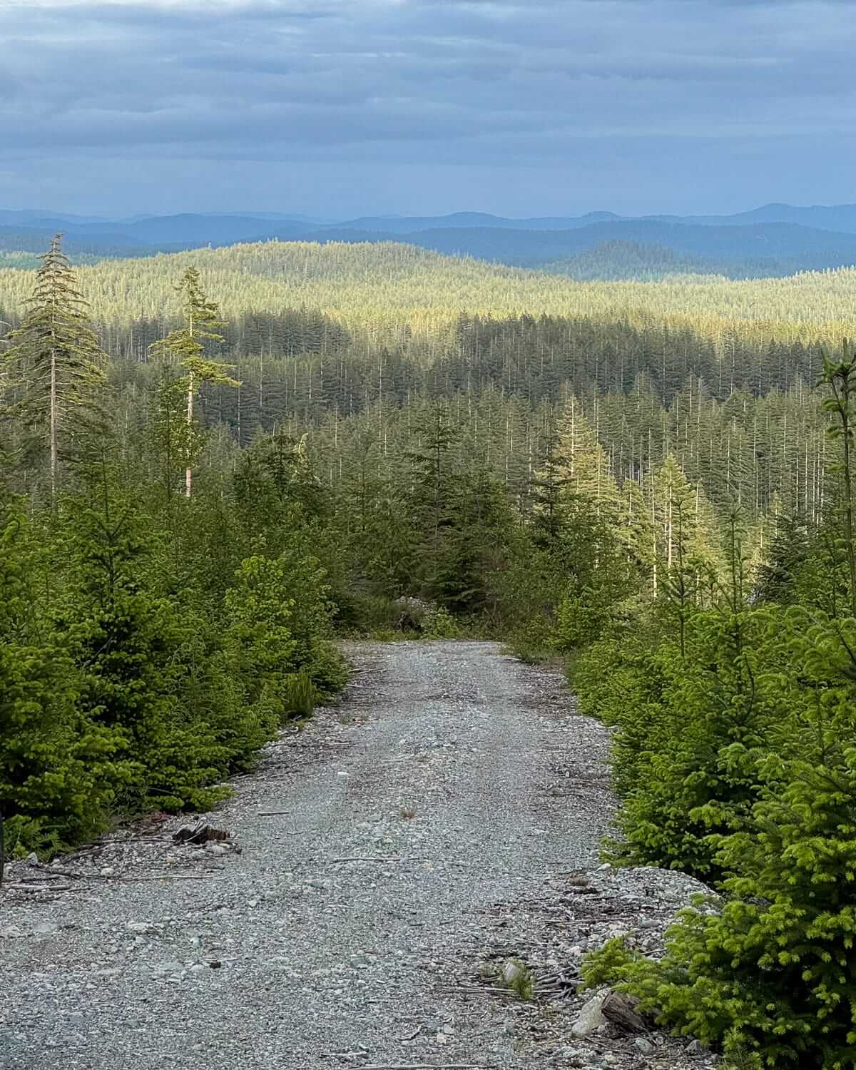 A gravel trail on Quadra Island winds through dense pine forest, opening up to sweeping views of tree-covered hills and distant blue mountains under a moody sky.