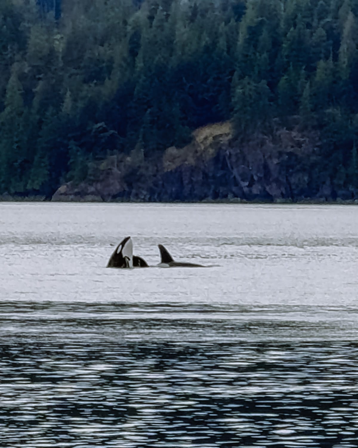 Two orcas break the surface of the calm ocean near Quadra Island, with a dense evergreen forest and rocky shoreline in the background.
