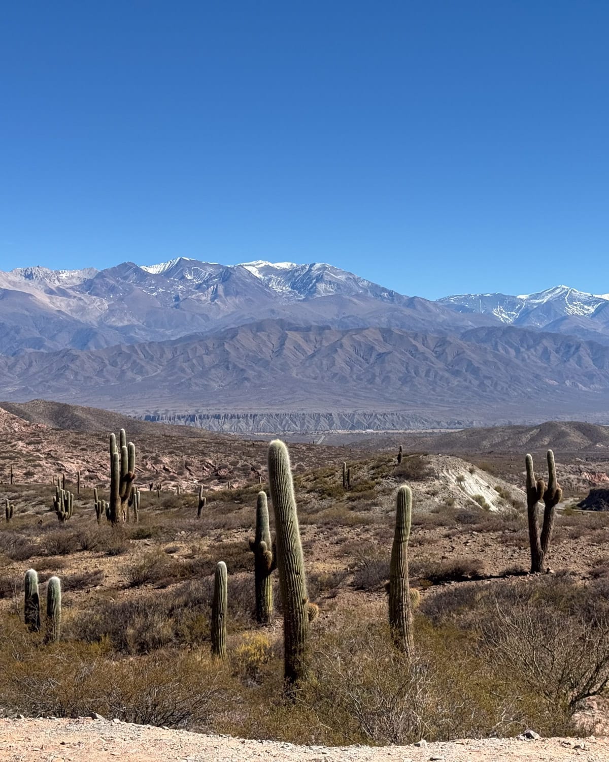 Tall cardón cacti scattered across a desert plain with the snow-capped Andes mountains in the background along the Recta del Tin Tin.
