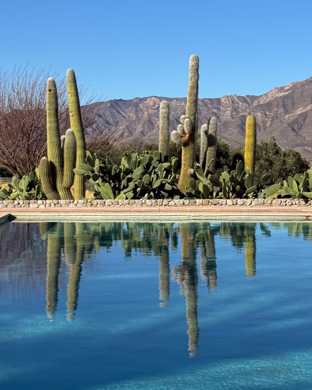 Cactus garden reflecting in a turquoise pool at Bodega Colomé with Andean mountains in the distance.