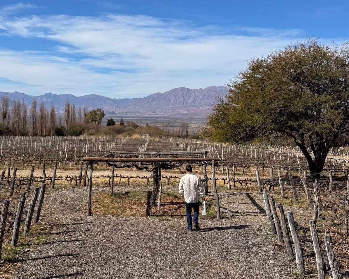Ari walking through vineyards in winter towards the Andes Mountains at Domingo Molina in Cafayate.