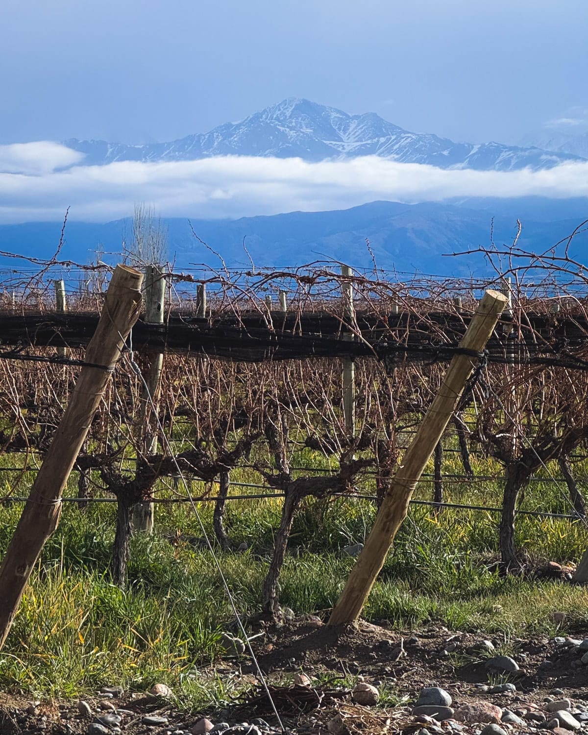 Vineyard in the Uco Valley framed by the Andes Mountains with snow-capped peaks and clouds above.