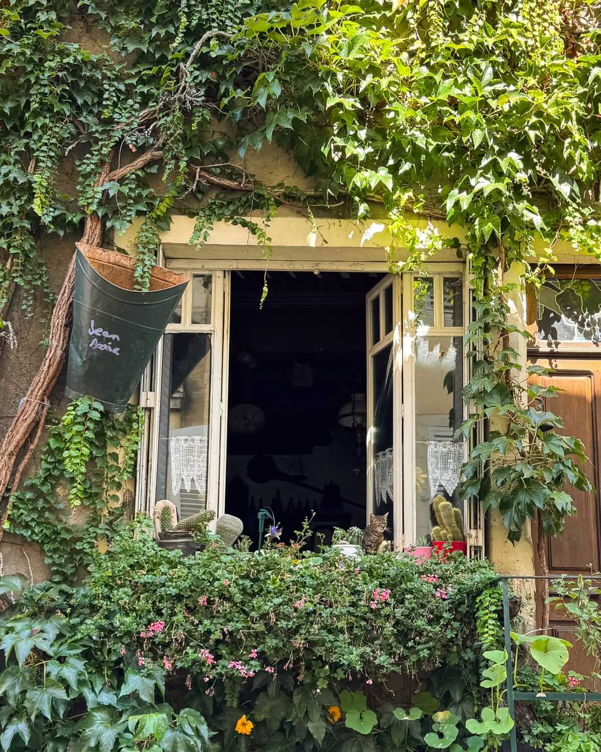 Ivy-covered stone façade with flower boxes and a cat looking out an open window in historic Arbois.
