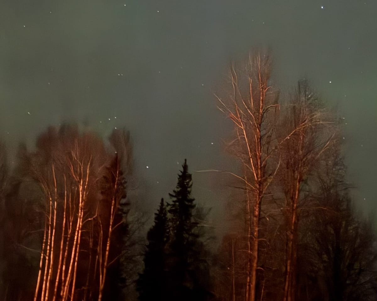 aint Northern Lights glowing green above bare winter trees under a dark Alaska sky.