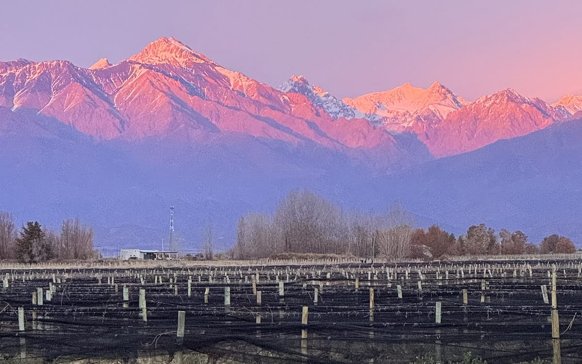 Vineyards in Mendoza with the Andes Mountains glowing pink and purple at sunrise under a clear sky.